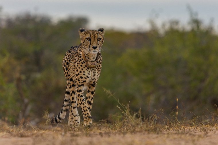 061 Tshukudu Private Game Reserve, jachtluipaard.jpg